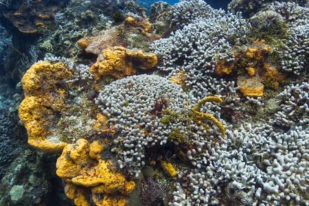 large reef of bleached coral among orange spongeの写真素材