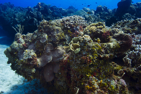 Large piece of a coral reef filled with life and colorの写真素材