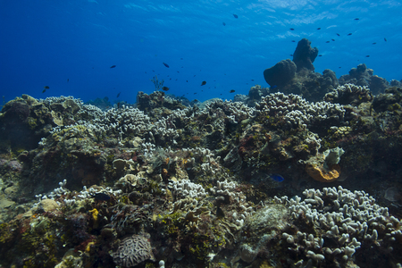 Hugh coral reef near the surface of the oceanの写真素材