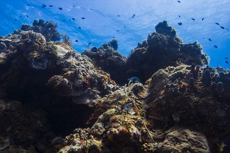 view from the bottom of a coral mountain with fishの写真素材