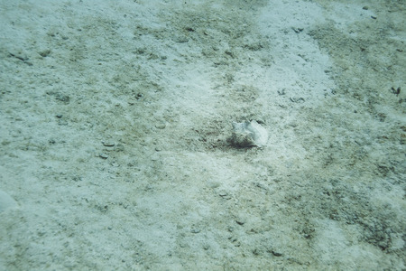 single conch shellfish on sand bottom of the ocean