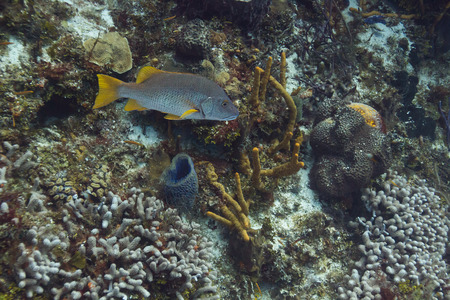 Schoolmaster fish swimming in a reefの写真素材