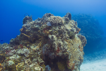 large outcrop of coral deep underwaterの写真素材