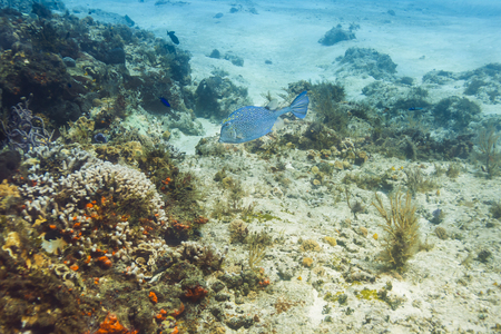 Honeycomb Cowfish swimming in a coral reefの写真素材