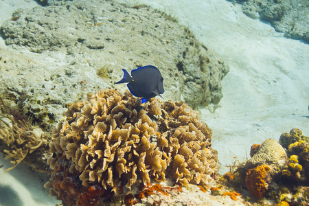 Large blue tang fish, swimming away, in a coral reefの写真素材