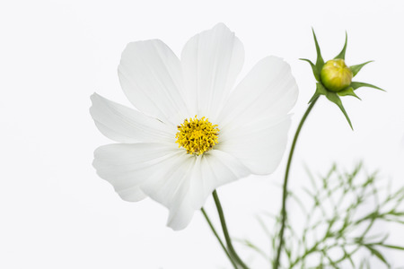 Cosmo flower against a white backgroundの写真素材