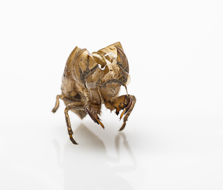 Macro shot of a crack cicada shellの写真素材
