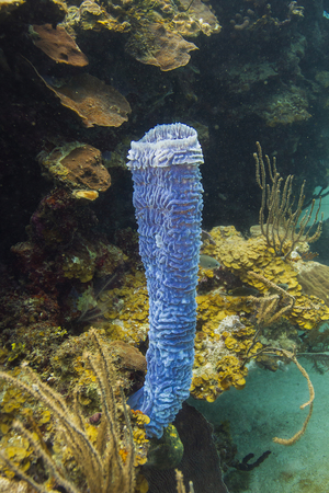 one arm of a callyspongia vafinalis on a reefの写真素材