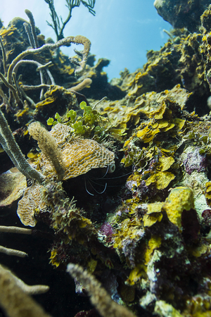 view of a coral reef to the surfaceの写真素材