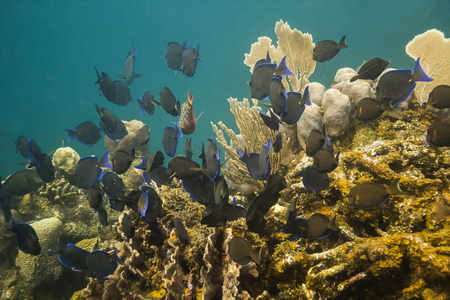 school of acanthurus coeruleus swimming awaysの写真素材