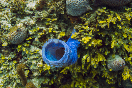 Blue callyspongia vaginalis growing in a reefの写真素材