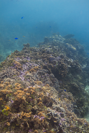 Large coral reef filled with fish speciesの写真素材