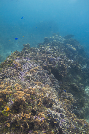 Top view of a coral reef wallの写真素材