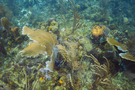 Coral reef being blown by the currentの写真素材