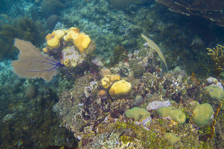 Outcrop of coral reef streching over deeper waterの写真素材