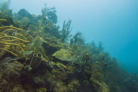 Large Caribbean coral reef filled with multiple species of coral and spongesの写真素材