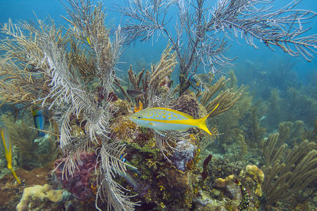 ocyurus chrysurus against a multiple species coral reefの写真素材
