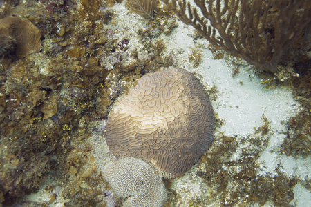 Brain coral growing on the bottom of the oceanの写真素材