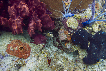 lactophrys bicaudalis in a coral Carribean reefの写真素材