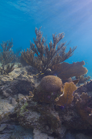 Multiple species of coral on a rockの写真素材