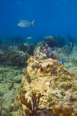 thalassoma bifasciatum nursery, with multiple phase of the fish, from adult to juvenileの写真素材