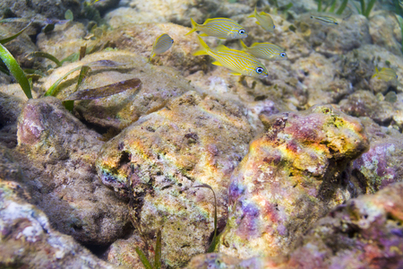 a couple of juvenile Haemulon flavolineatum swimming over rocksの写真素材