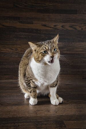 mixed breed cat making an angry face against a dark wood background
の写真素材