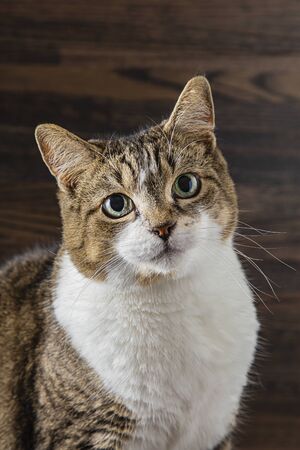 portrait of a mix breed cat against a dark brown wood backgroundの写真素材