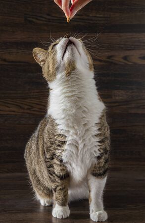 hand coming from the top, holding a treat for a catの写真素材