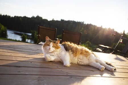 calico cat, sunbathing on a wood patio deck at sunriseの写真素材