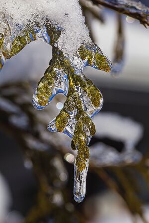 macro shot of a ice covered cedar branchの写真素材
