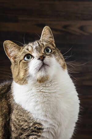 Portrait of a cat, with crossed eye, against a dark wood backgroundの写真素材