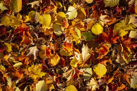 texture of real colored fall leaves on the groundの写真素材