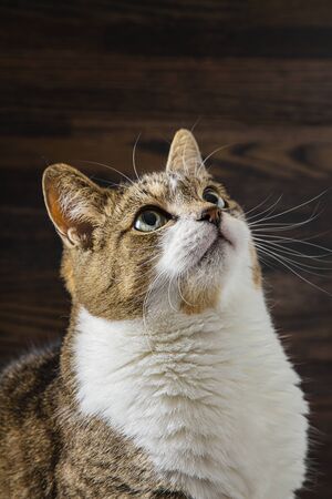 tabby cat looking up against a dark wood backgroundの写真素材