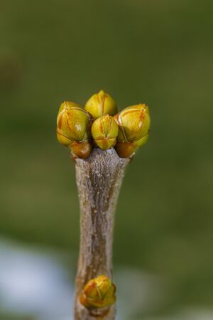 Close of unopen lilac buds against a green backgroundの写真素材
