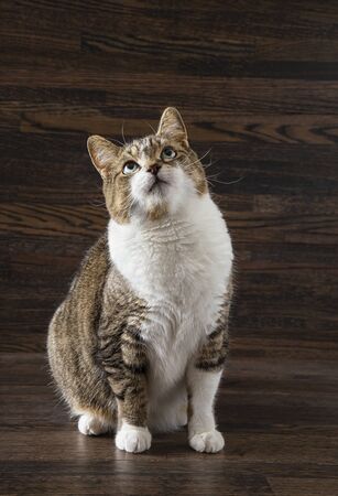 tabby cat, lost in though, against a dark wood backgroundの写真素材