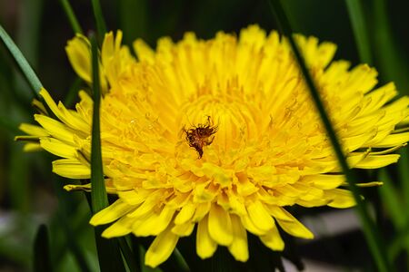 Macro shot of a dandelion flower with small debris on itの写真素材