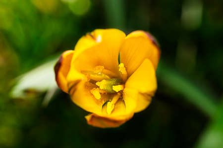 macro shot of the inside of yellow crocus flavusの写真素材