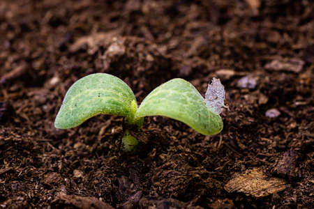 two leaf sprout growing from the earth
