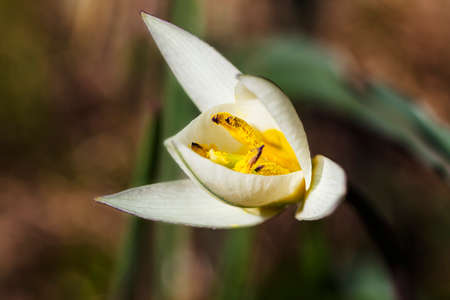 macro shot of an opening white crocus flavusの写真素材