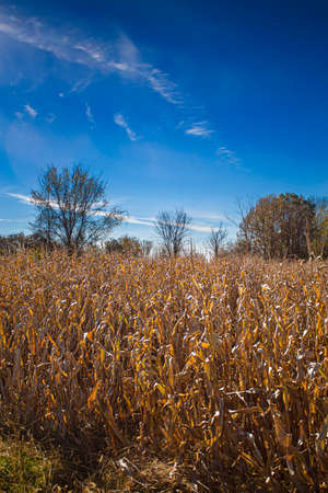 Field of dry corn, golden color, against a blue skyの写真素材
