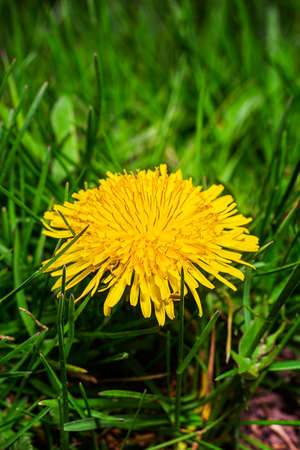 close up of a small dandelion flower growing in the grassの写真素材