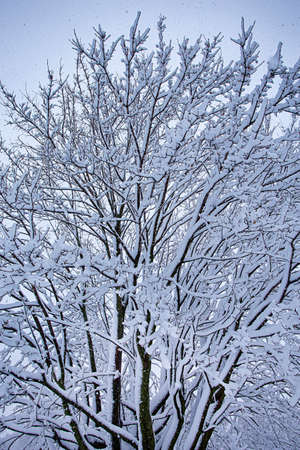 tree branch covered with a thick layer of snowの写真素材