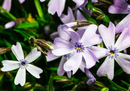 macro shot of wild northern crocus in the grass