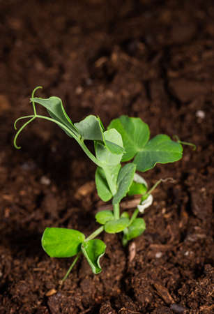 Small pea plant just starting to come out of the groundの写真素材