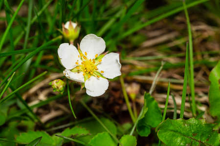 close up shot of a wild strawberry flowerの写真素材