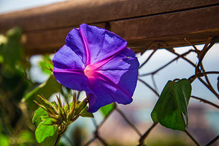 Purple flower, with pink line, hanging from a chain link fenceの写真素材