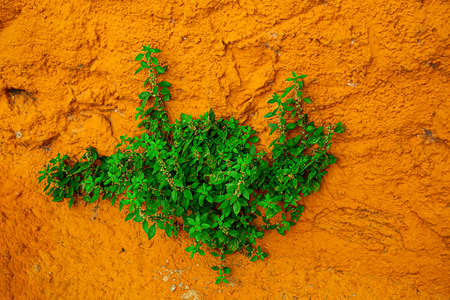 Small shrub plant growing on the side of an orange rock