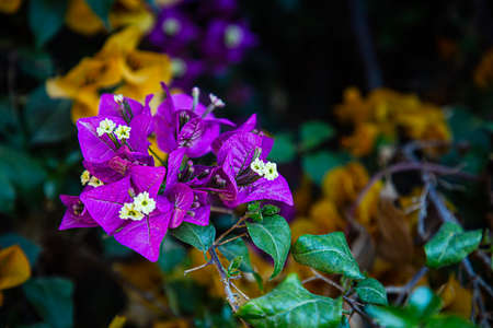 Close up of a branch with multiple small purple flower with little yellow center