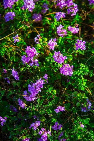 Close up of a bush with small purple flower from spainの写真素材